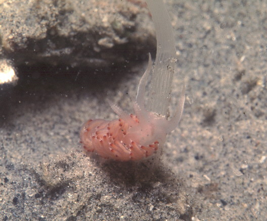 Flabellina pricei